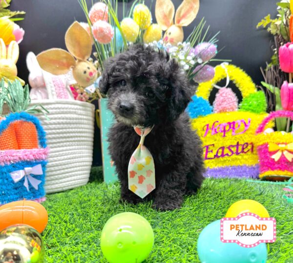 [#26322-02] Black M Poodle Mini Puppies For Sale