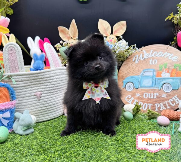 [#26519-04] Black F Pomeranian Puppies For Sale