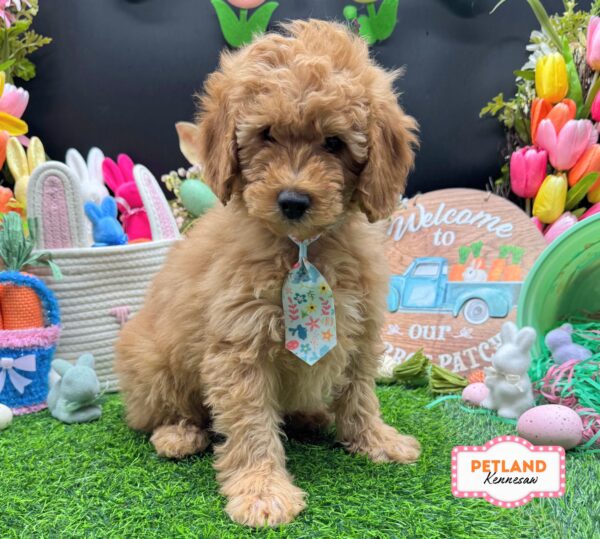 [#26840-05] Red M Goldendoodle Mini Puppies For Sale