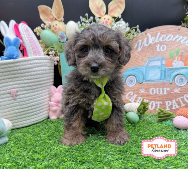 [#26542-01] Blue Merle M Yorkiepoo Puppies For Sale