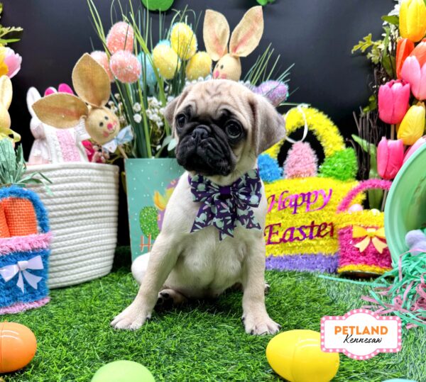 [#26442-02] Fawn F Pug Puppies For Sale