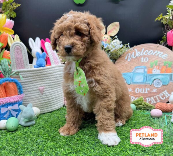 [#26840-04] Red M Goldendoodle Mini Puppies For Sale