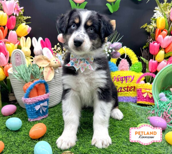 [#2682-04] Black F Australian Shepherd Puppies For Sale