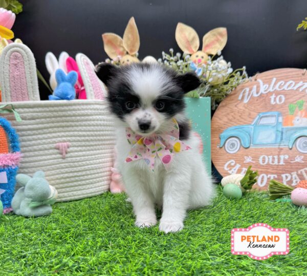 [#26666-02] Black / White F Pomeranian Puppies For Sale