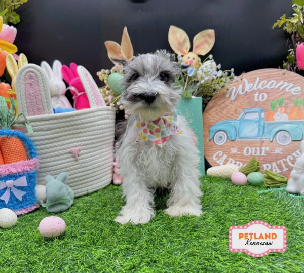 [#26533-01] Blue Merle / White F Miniature Schnauzer Puppies For Sale