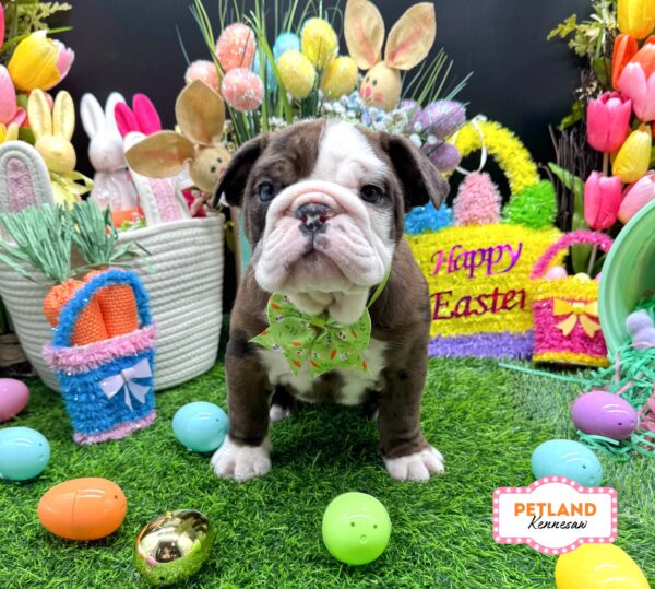 [#2657-03] Chocolate Merle F English Bulldog  Puppies For Sale