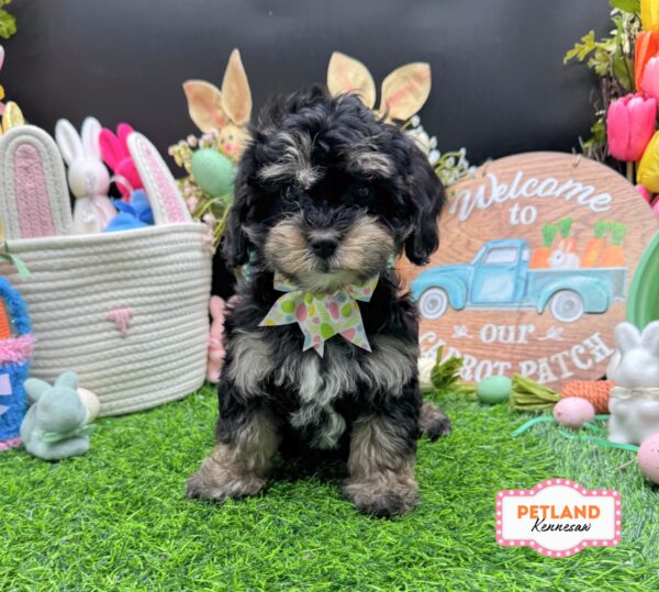 [#26261-04] Black / Tan F Cavapoo F1B Puppies For Sale