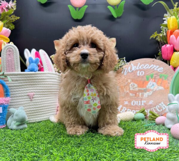 [#26261-01] Red M Cavapoo F1B Puppies For Sale