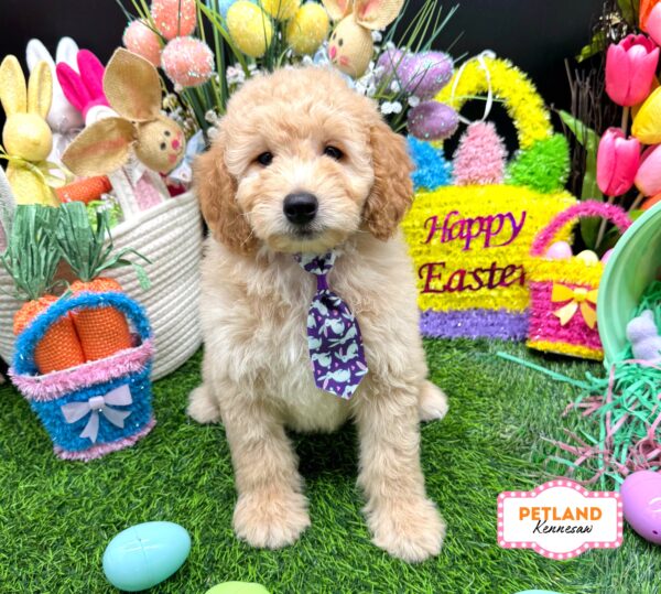 [#2669-01] Red M Goldendoodle Puppies For Sale