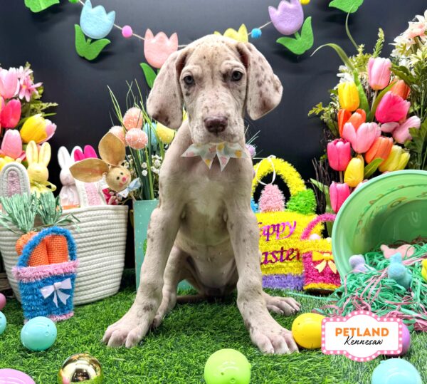 [#2660-08] Lilac Merle F Great Dane Puppies For Sale