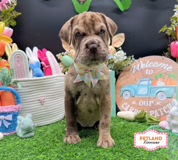 [#26563-07] Chocolate Merle F Hippo Mini Puppies For Sale