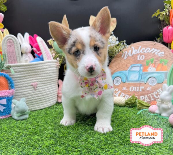 [#26566-07] Blue Merle / White F Pembroke Welsh Corgi Puppies For Sale