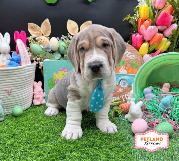 [#26493-06] Gray / White M Walrus Puppies For Sale