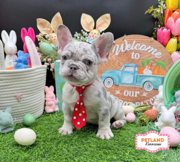 [#26446-04] M French Bulldog Puppies For Sale