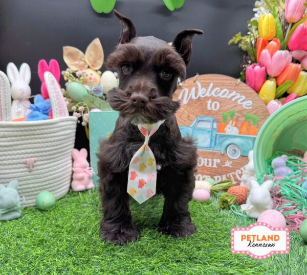 [#26517-02] Chocolate M Miniature Schnauzer Puppies For Sale
