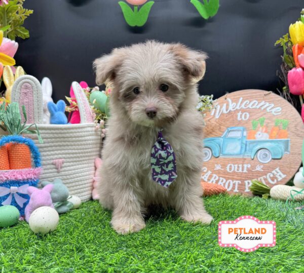 [#26638-03] Merle M Pomeranian/Poodle Mini Puppies For Sale