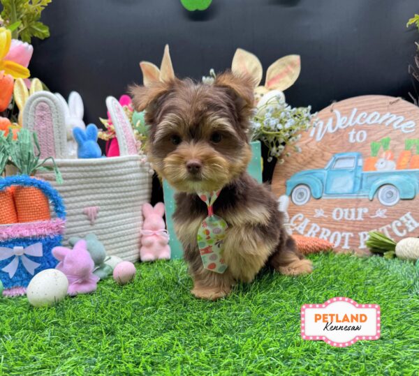 [#26133-02] Chocolate M Yorkshire Terrier Puppies For Sale
