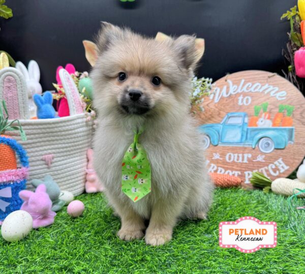 [#26146-02] Wolf Sable M Pomeranian Puppies For Sale