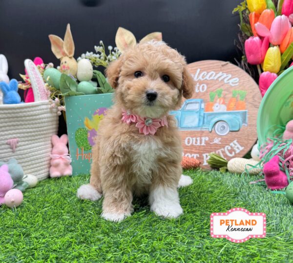 [#26226-06] Red F Bichapoo Puppies For Sale