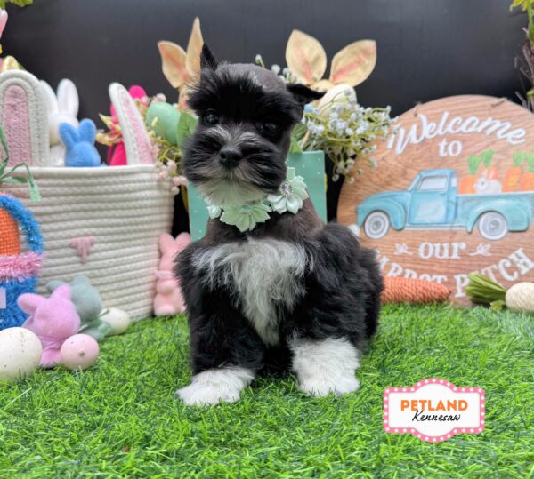[#26556-03] Black / White F Miniature Schnauzer Puppies For Sale