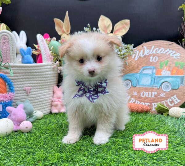 [#26621-02] Cream F Pomeranian Puppies For Sale