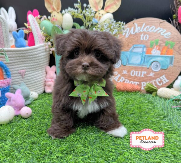 [#26645-06] Chocolate F Havapoo Puppies For Sale