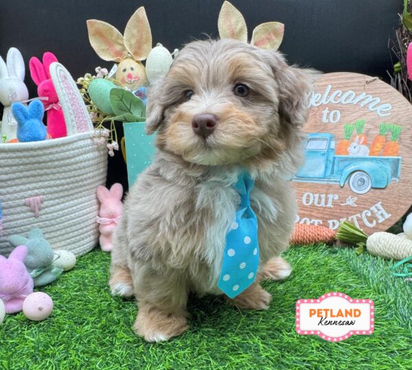 [#26645-02] Chocolate Merle M Havapoo Puppies For Sale