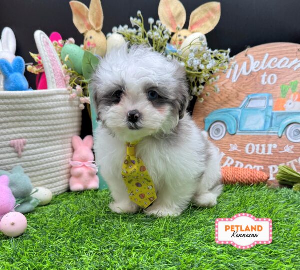 [#26487-04] Brown M ShihPoo Puppies For Sale