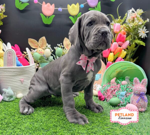 [#26853-03] Blue F Neapolitan Mastiff Puppies For Sale