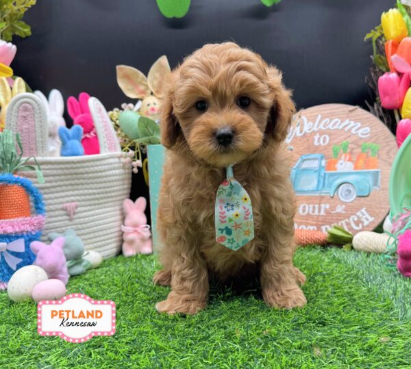 [#26690-01] Red M Goldendoodle Mini F1b Puppies For Sale