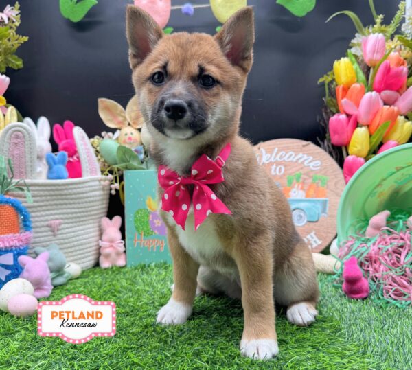 [#26192-06] Brown F Shiba Inu Puppies For Sale