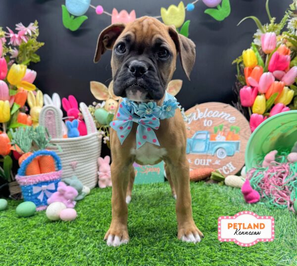 [#2681-05] Fawn F Boxer Puppies For Sale
