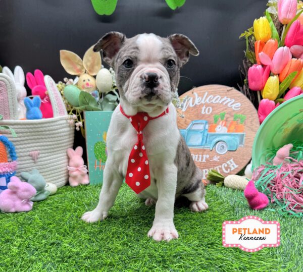 [#26734-01] Merle M Boston Terrier Puppies For Sale