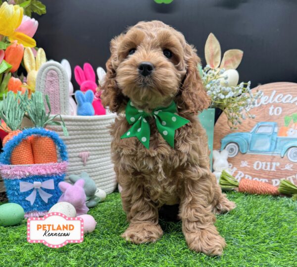 [#26674-03] Red F Cock A Poo Puppies For Sale