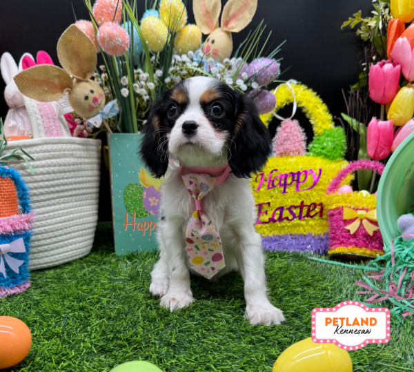 [#26342-04] M Cavalier King Charles Spaniel Puppies For Sale