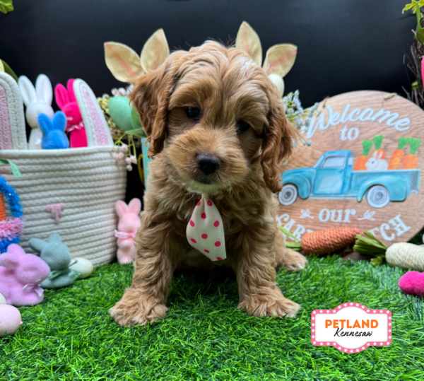 [#26150-04] Tan M Cock A Poo Puppies For Sale