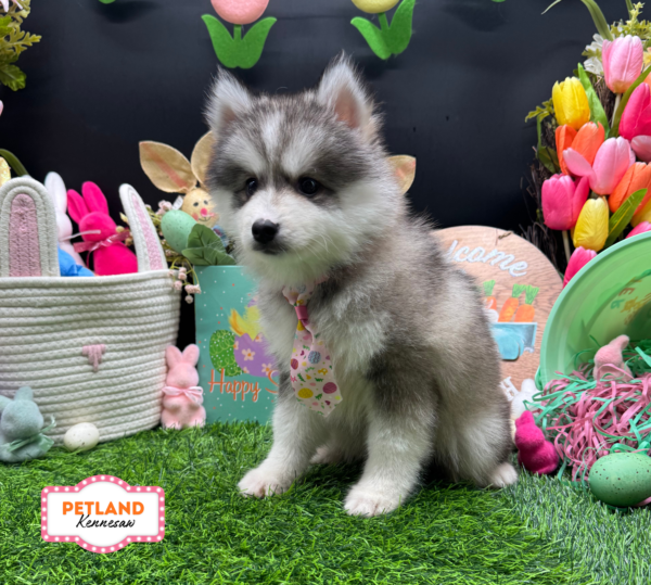 [#26847-01] White / Gray M Pomsky Puppies For Sale