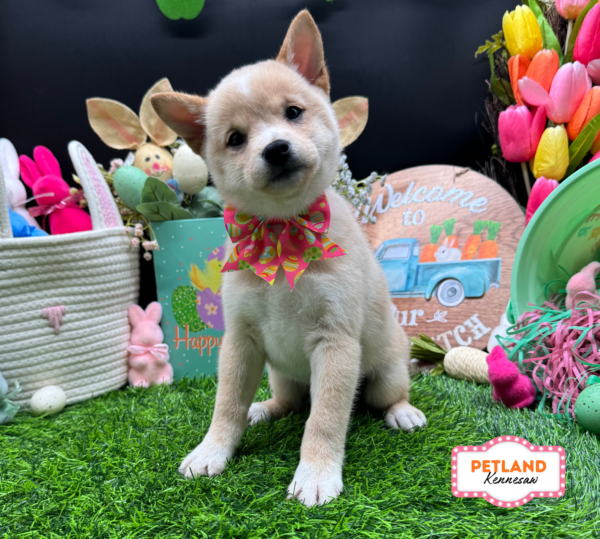 [#26663-01] Cream F Shiba Inu Puppies For Sale