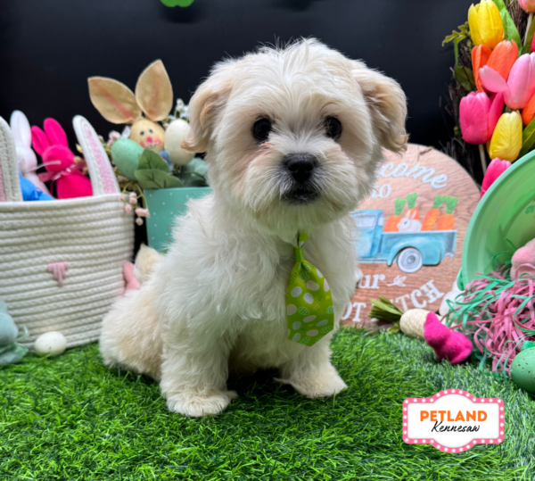 [#26528-01] Apricot M Teddy Bear Puppies For Sale