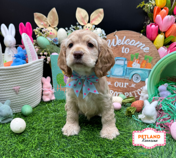 [#26531-05] Buff F Cocker Spaniel Puppies For Sale