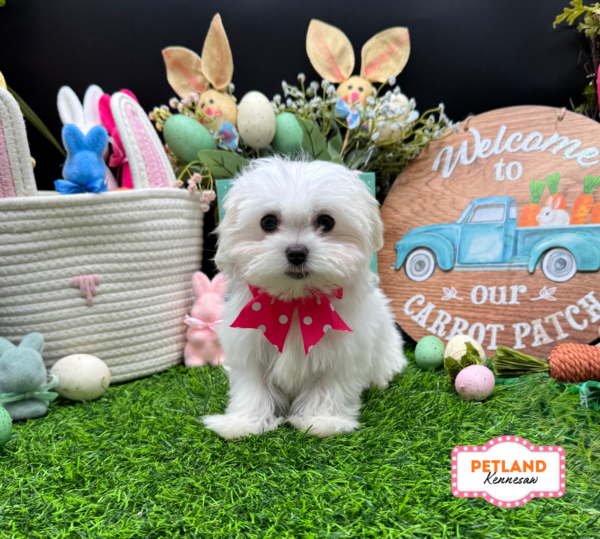 [#26192-02] White F Maltese Puppies For Sale