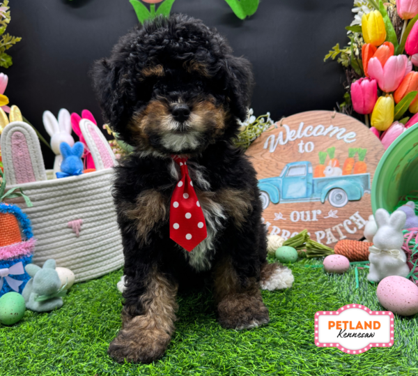 [#26731-02] Tri-Colored M Bernedoodle Puppies For Sale