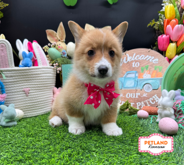 [#26604-04] Red / White F Pembroke Welsh Corgi Puppies For Sale