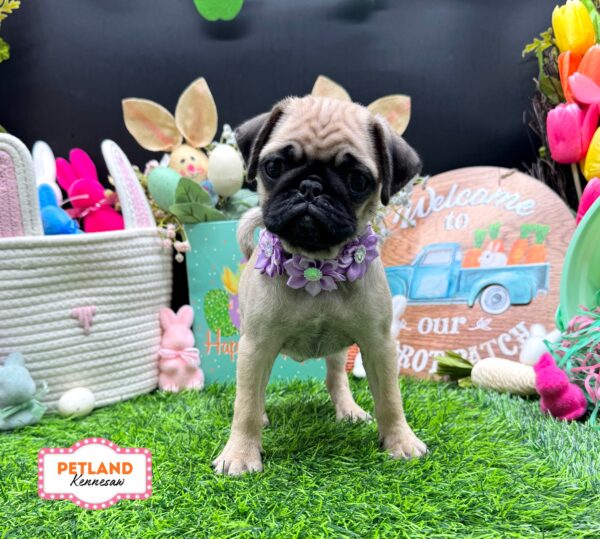 [#26712-05] Fawn F Pug Puppies For Sale