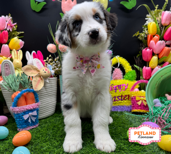 [#2682-03] Blue Merle F Australian Shepherd Puppies For Sale
