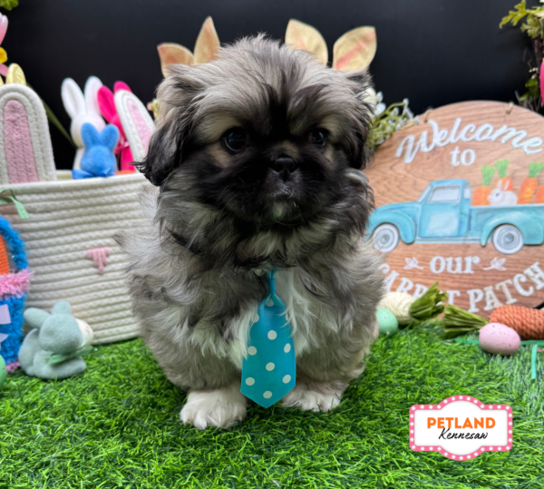 [#26549-02] Dark Sable M Pekingese Puppies For Sale