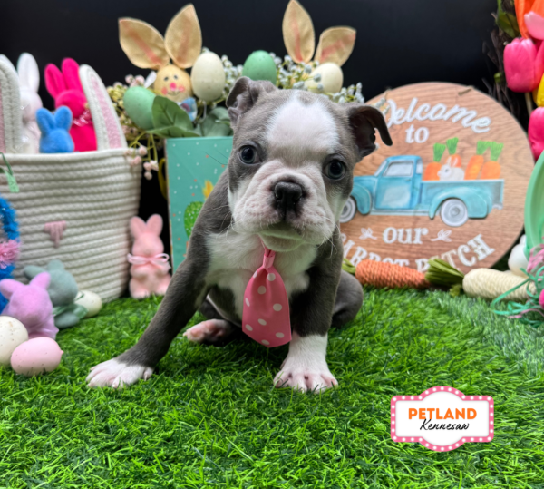 [#26614-02] Blue / White M Boston Terrier Puppies For Sale