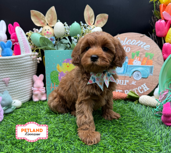 [#26598-01] Red F Cavapoo F1B Puppies For Sale