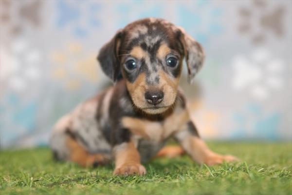 [#26661-02] Blue Dapple M Dachshund Puppies For Sale