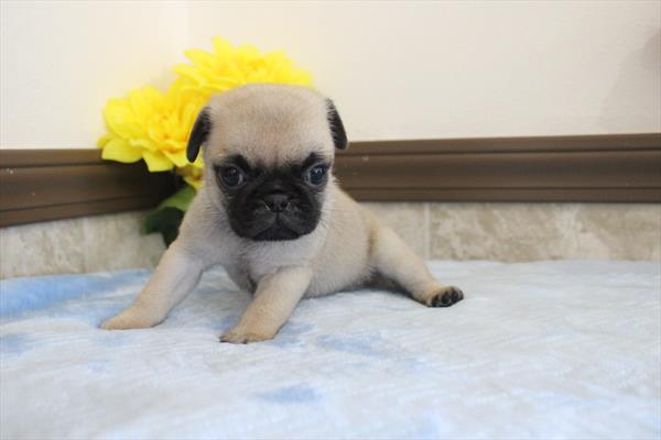 [#26695-01] Fawn M Pug Puppies For Sale